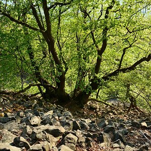DSC_0056_00001n.jpg