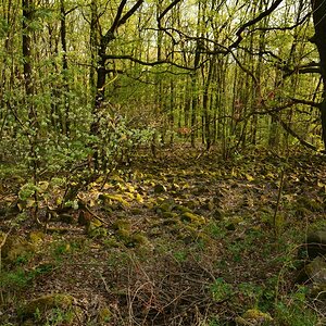 DSC_0101_00001n.jpg