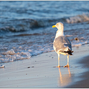 Glück am Meer – Möwe in der Abendsonne (20200812)