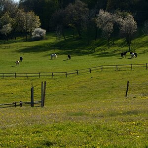 DSC_0606_00001n.jpg