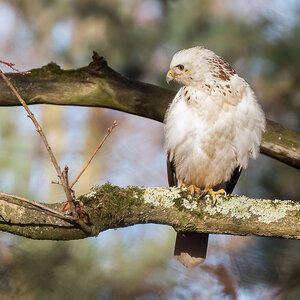 D50_5780_Weisser Bussard IIIBA_12_2020.jpg