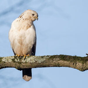 D50_5796_Weissewrbrüstiger Bussard IIIA_12_2020.jpg