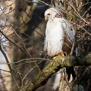 D50_5832_Heller Bussard anderer Platz_50m IA__12_2020.jpg
