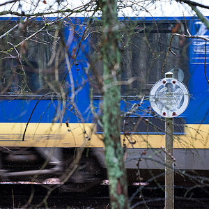 Waldzug (1 von 1).JPG