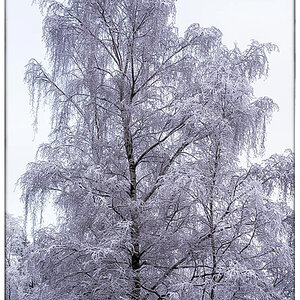 Schneebirke Farbe (1 von 1).JPG