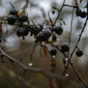 comp_DSC_0493.jpg