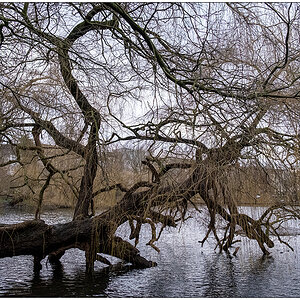 Baum mit/im Schreventeich
