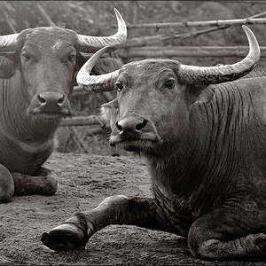comp_Buffalo-Lumi.jpg