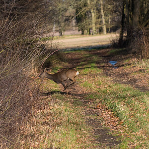 Wildwechsel 2 (1 von 1).JPG
