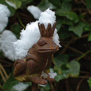 (F)rostiger Froschkönig im (Neu-) Schnee (DSC_0350Axl.jpg)