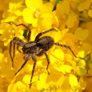 Spinne.jpg