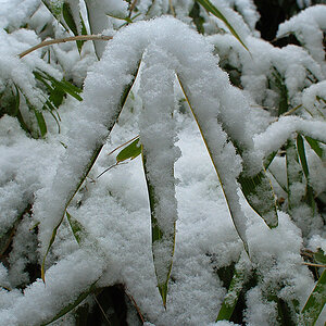 DSC_0343Kxl.jpg