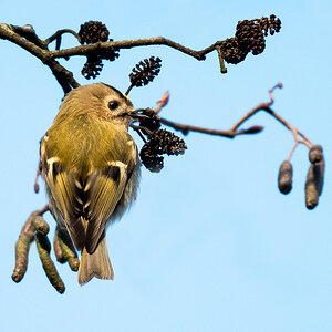 D50_5688_Wintergoldhähnchen IA_12_2020.jpg