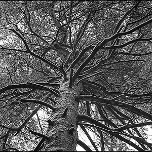 Kiefernäste (1 von 1).JPG