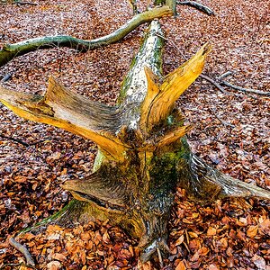 TZ_2021-01-17 15-34.jpg