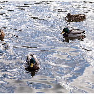 018 Enten und Erpel auf dem Schreventeich