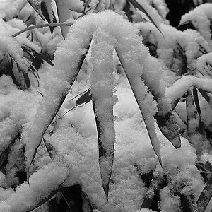 DSC_0343K_SWxl.jpg
