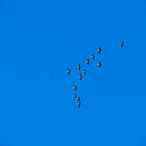 Lockere Formation