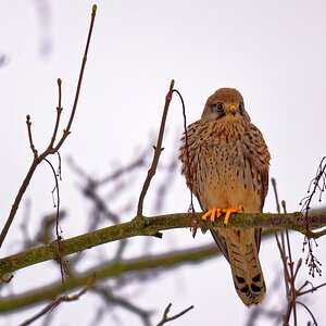 Turmfalke 2.jpg