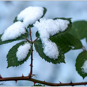 036 Brombeeren mit Schnee im Schrebergarten