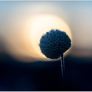 038 Sonnenuntergang im winterlichen Schrebergarten II