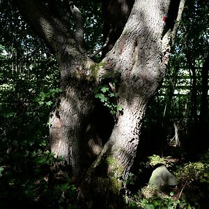 DSC_0790n.JPG