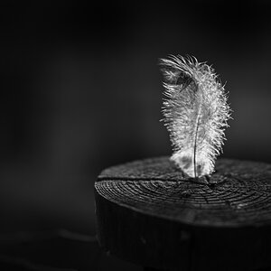 Pluma