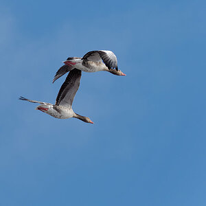 PANA5687_DxO1200.jpg