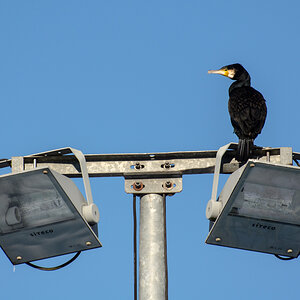 Kormoran