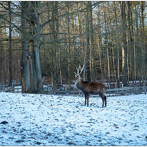 071 Tiergehehe Hasseldieksdamm Hirsch