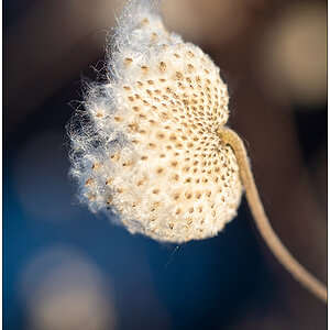 074 Bünte - Anemone im Samenstand in der Wintersonne