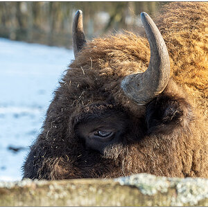075 Tiergehehe Hasseldieksdamm Wisent I