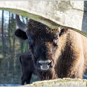 076 Tiergehehe Hasseldieksdamm Wisent II