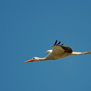 Storch II.jpg