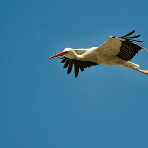 Storch.jpg