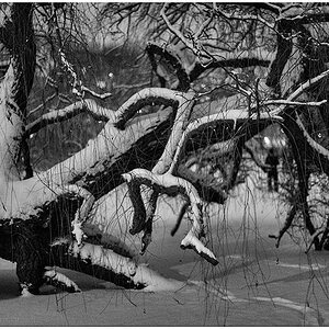 078 Schrevenpark – Abendspaziergang im Neuschnee I