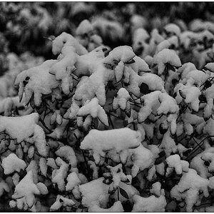 079 Schrevenpark – Abendspaziergang im Neuschnee II