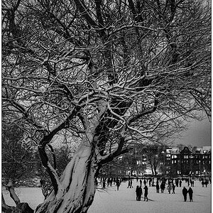 080 Schrevenpark – Abendspaziergang im Neuschnee III