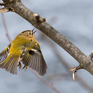 D50_6796_Wintergoldhähnchen auf Nahrungssuche IA_2_2021.jpg