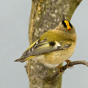 D50_6773_Wintergoldhähnchen _Männchen Rücken IA_2_20221.jpg