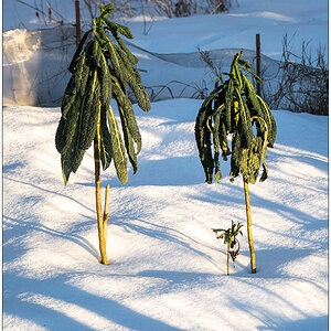 090 Winter in der Bünte – Palmkohl im Schnee