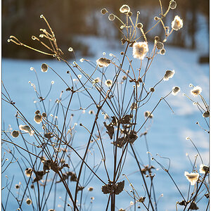 091 Winter in der Bünte – Herbstanemone