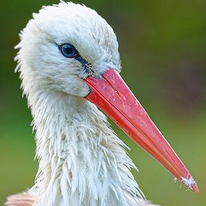Storch.jpg