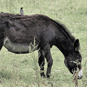 Wieder aufs falsche Pferd gesetzt....jpg