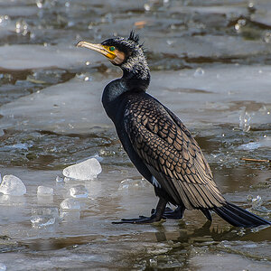 Kormoran 2 (1 von 1).JPG