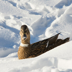 Winter-2021-92m.jpg