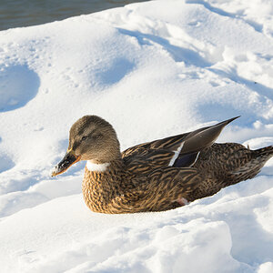 Winter-2021-96m.jpg
