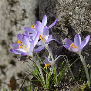 CrocusVernus_D500_1200x800_DSC0648.jpg