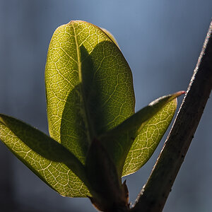 Clematis (1 von 1).JPG