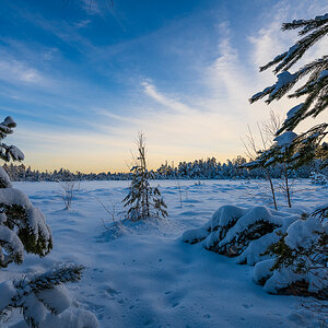 Wildsee-Kaltenbronn-3488.jpg